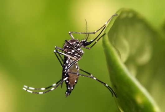 BALANÇO: Minas Gerais registra segunda morte por dengue em 2016