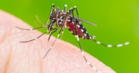 Minas registra cerca de 3 mil casos de dengue em uma semana; média é de 415 notificações por dia