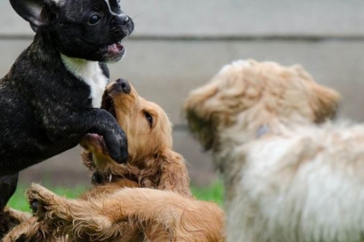 Animais de estimação requerem cuidados durante quarentena