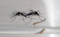 Brasil registra 165,9 mil casos de zika em 2016