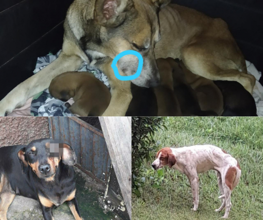 SOLIDARIEDADE PET: ONG Pets de Rua e Adoção Guanhães resgata cachorros vítimas de maus tratos