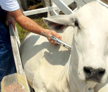 2ª Etapa: Prazo para vacinação contra febre aftosa é prorrogado para 30 de dezembro