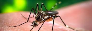 Dengue cresce dia a dia em Minas e cidades estão em alerta