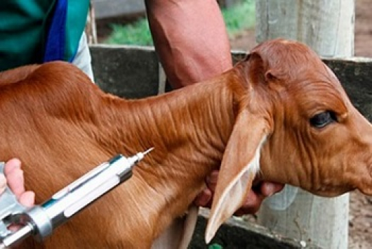 Prazo para vacinar contra brucelose em Minas Gerais termina hoje