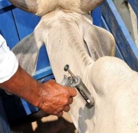 Campanha de vacinação contra Aftosa começa em Guanhães