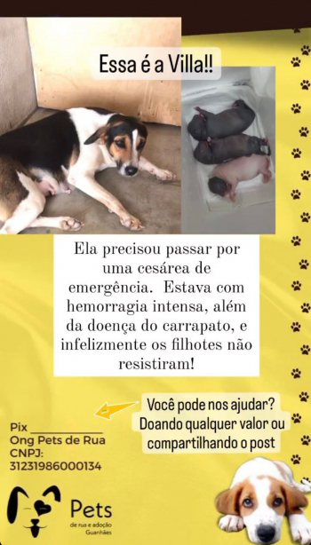 SOLIDARIEDADE PET: Conheça a história da cadelinha Villa, e saiba como ajudar!