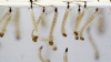 Bairros de Guanh&atilde;es est&atilde;o infestados de focos positivos do aedes aegypti, alerta Vigil&acirc;ncia Epidemiol&oacute;gica