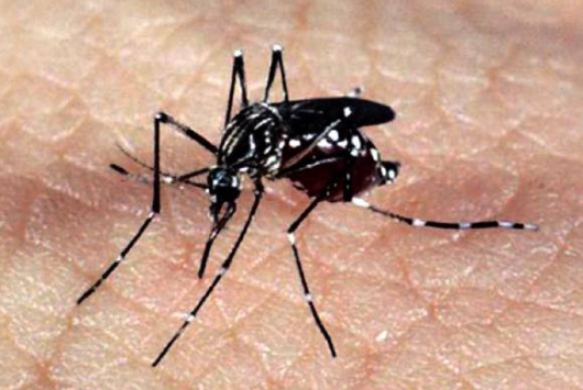 População deve redobrar cuidados com o Aedes aegypti no verão