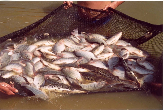 Prefeitura de Frei Lagonegro realiza palestra sobre criação de peixes