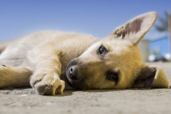 Senado deve votar projeto que proíbe sacrifício de animais de rua