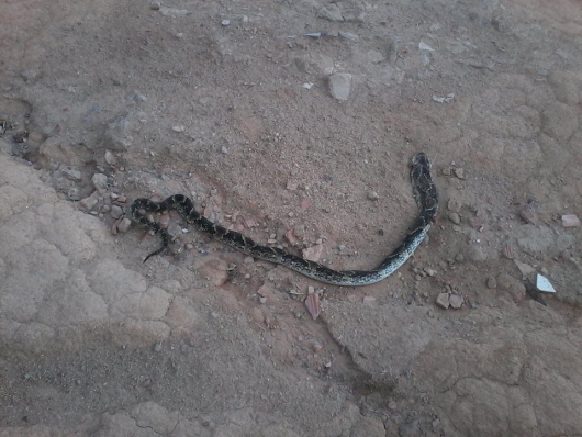 Guanhães: Cobra aparece em rua do Santa Tereza e preocupa moradores