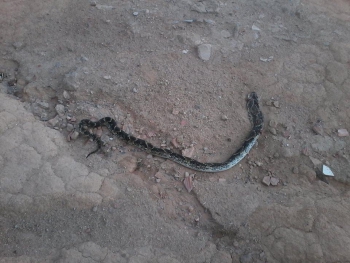 Guanhães: Cobra aparece em rua do Santa Tereza e preocupa moradores