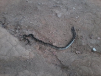 Guanhães: Cobra aparece em rua do Santa Tereza e preocupa moradores