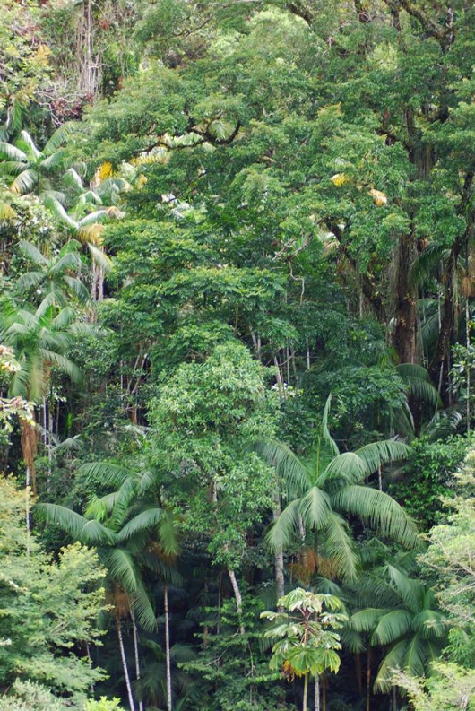 BIODIVERSIDADE: Bons resultados valorizam manejo da Cenibra