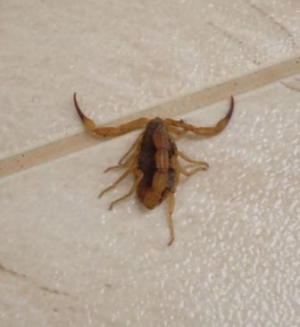 Comunidade reclama: morador do bairro Jardins encontra escorpião no prédio onde mora