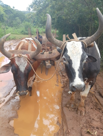Moradores de Sabin&oacute;polis relatam dificuldades de locomo&ccedil;&atilde;o nas estradas, na regi&atilde;o Maia do Lucas