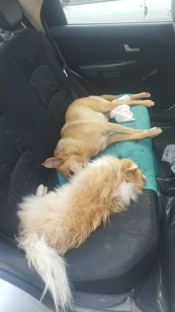 Morte de animais em Guanhães assusta moradores e gera alerta nos bairros Jardins 1 e 2