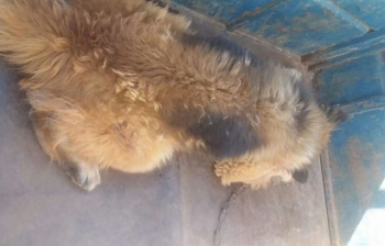 Sabinópolis: Bebê morre após ser atacado pelo cachorro da família