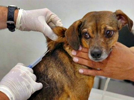 Campanha de vacinação contra a raiva destinada a cães e gatos termina nesta terça