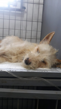SOLIDARIEADE PET: Conheça o caso da Pudim, uma cadela de rua encontrada no Beco Geraldo Sabino com dificuldades para parir os filhotes