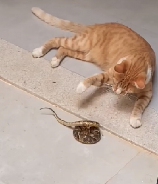 GUANHÃES: Casal é surpreendido ao chegar em casa e deparar com gatinho brincando com cobra semelhante à jararaca