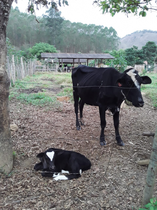 Polícia Militar recupera gado furtado em Virginópolis
