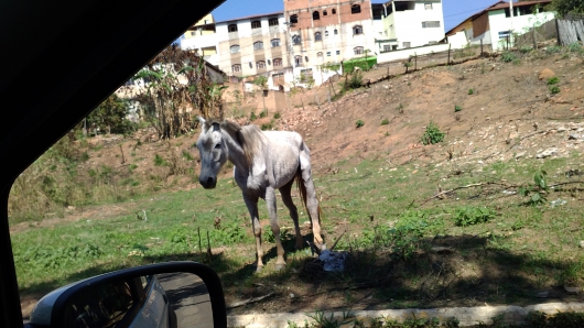 Proprietário de equino é notificado por maus tratos em Guanhães