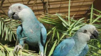 Filhotes de ararinhas-azuis nascem no Brasil após 20 anos de extinção