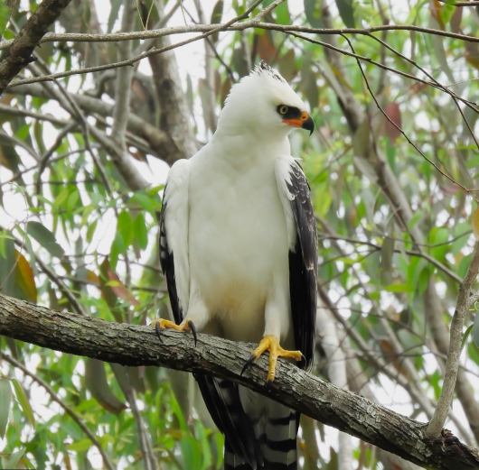 Biodiversidade nas áreas da CENIBRA