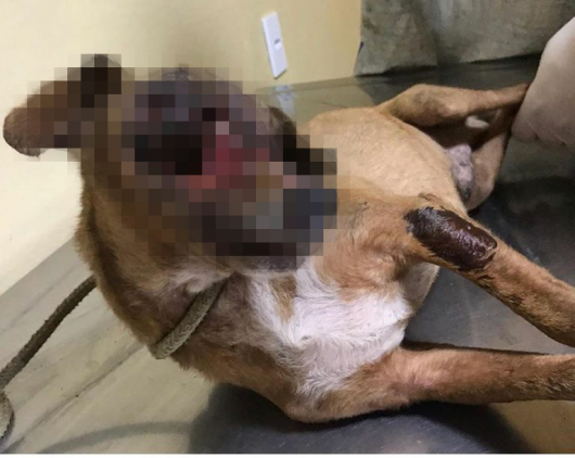 CAUSA ANIMAL: Voluntários de Guanhães resgatam cães abandonados em estado crítico de saúde