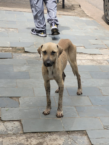 GUANHÃES: ONG Pets de Rua e adoção Guanhães alerta sobre aumento nos casos de Cinomose Canina