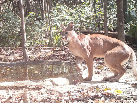 Monitoramento ambiental da CENIBRA garante riqueza de espécies