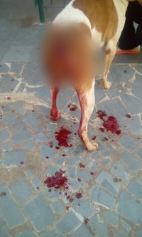 GUANHÃES: Cão de rua é ferido cruelmente e deixa moradores indignados
