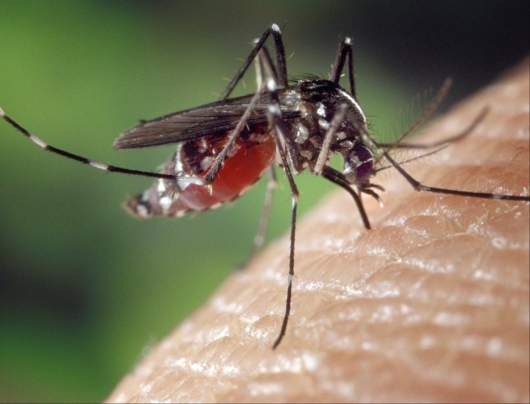 BALANÇO: Casos confirmados de dengue no Estado quase triplicam em 2015