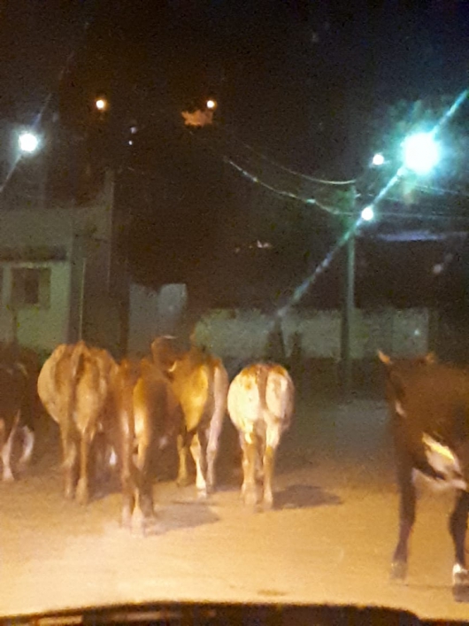 Moradores continuam a reclamar sobre a quantidade de animais soltos pelas ruas de Guanhães