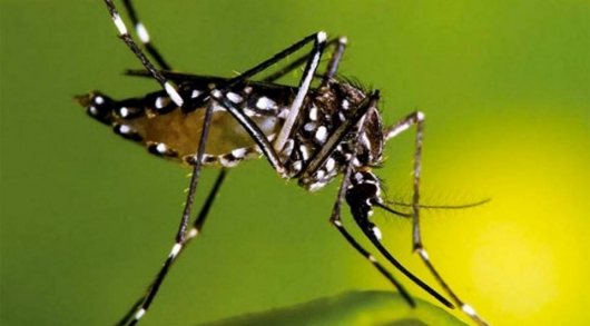 Belo Oriente realiza campanha de combate a Dengue nas escolas