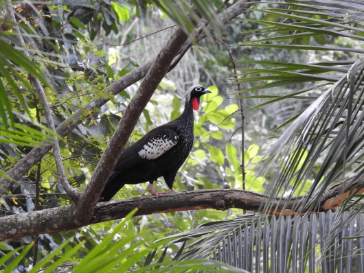 CENIBRA: Resultados do monitoramento da fauna evidenciam a alta qualidade ambiental das áreas da Cenibra