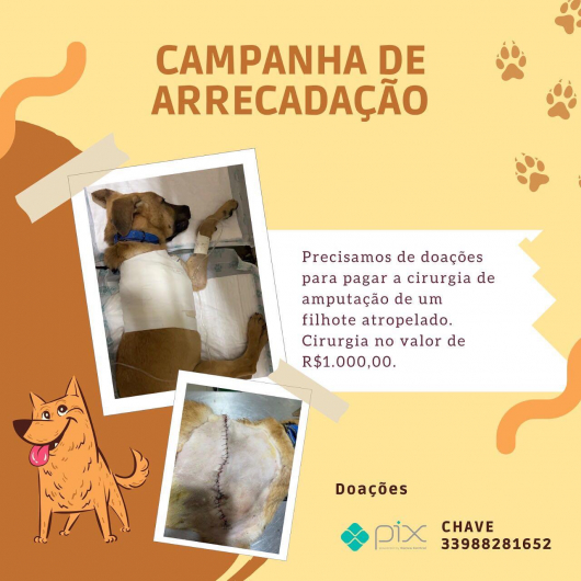 SOLIDARIEDADE PET: Voluntários promovem campanha para tratamento de filhote atropelado