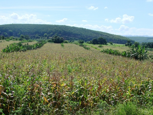 Plantio Sustentável: Instituto CENIBRA implanta irrigação em Projeto de Agricultura Familiar