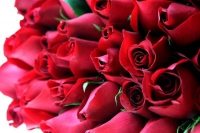 Vendas também são incertas nas floriculturas de Guanhães