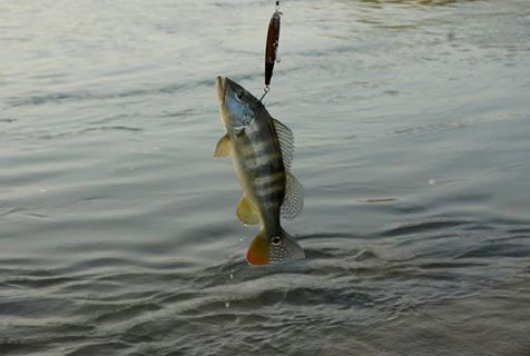 Minas Gerais: Pesca é proibida por tempo indeterminado na bacia do Rio Doce