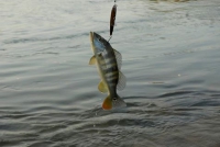 Minas Gerais: Pesca é proibida por tempo indeterminado na bacia do Rio Doce
