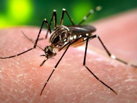 2016: casos prováveis de dengue ultrapassam 477 mil em Minas Gerais