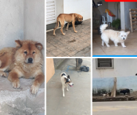 ANIMAL NÃO É BRINQUEDO: Com mais cães em situação de abandono, ONG Pets de Rua Guanhães faz apelo à população
