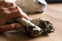 Empresa anuncia recall de petiscos após morte de 40 cachorros