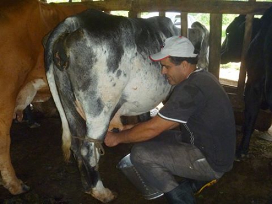 Chamada Pública do Leite ajuda produtores mineiros a melhorar produção