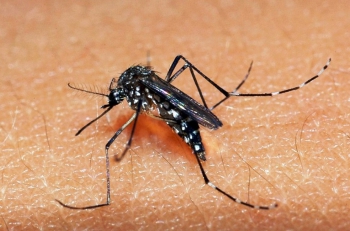 Casos de dengue aumentam sete vezes no Brasil em 2019