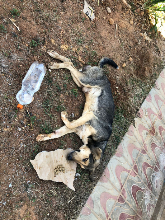 SOLIDARIEDADE PET: ONG Pets de Rua e Adoção Guanhães resgata cãozinho de rua em Sapucaia e pede ajuda da população para custear tratamento