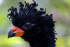 Projeto Pioneiro da Cenibra de Reintrodução de Aves Silvestres Ameaçadas de Extinção completa 31 anos
