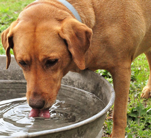 CALOR INTENSO: Confira os cuidados que você deve ter com os pets nos dias quentes